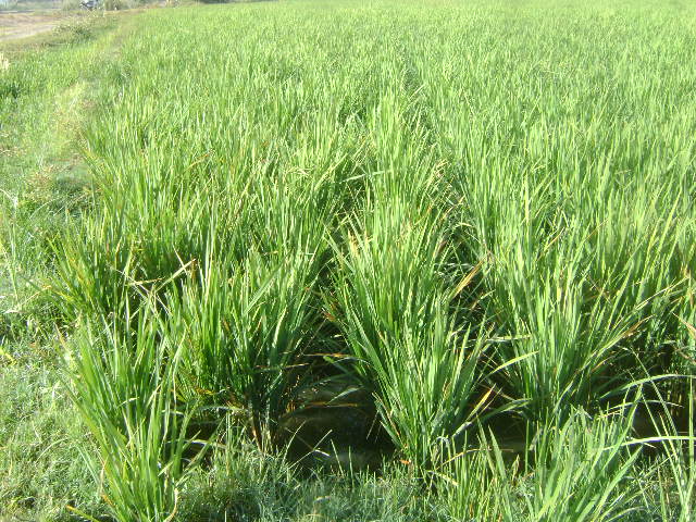 fils bebi 002